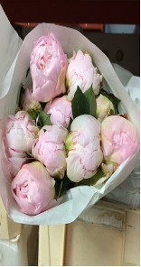 Peonia Hol. F. Nicholis 50cm Rosa