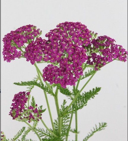 Achilea Hol. Masterclass purple 55cm