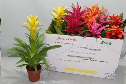 P. Guzmania Mixta 5 Srt 12/50cm x10