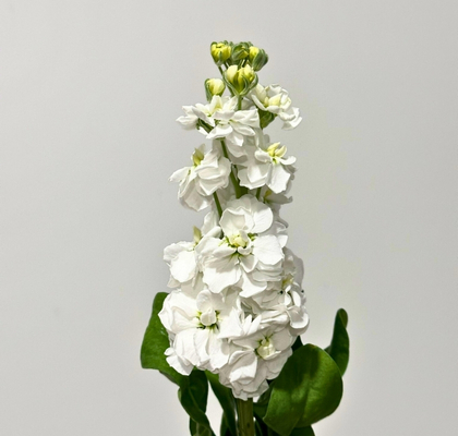 Aleli Hol. Stox White 55cm "T10"