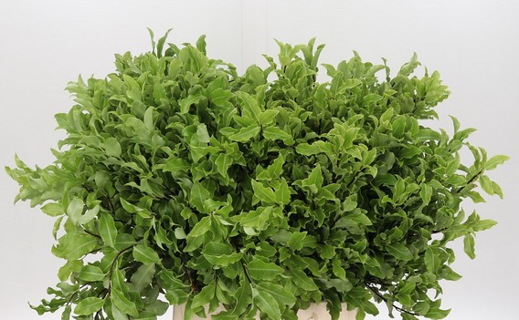 Pittosporum Italia Green 50cm 150gr