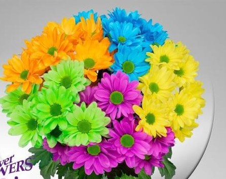 Margarita Hol. Tintada. Rainbow 90gr