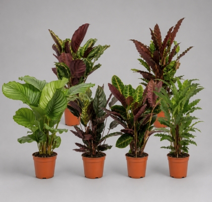 P. Calathea Mixta 19/90cm x3