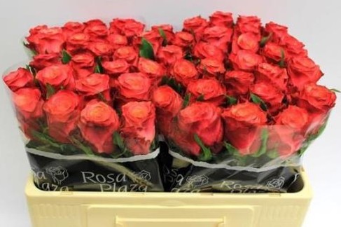 Rosa Hol. Mai tai 60cm x10