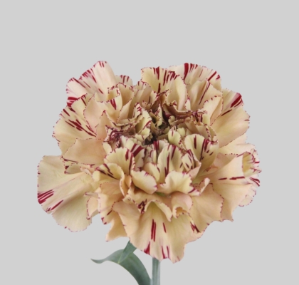 Clavel Hol. 65cm Viper Bic.