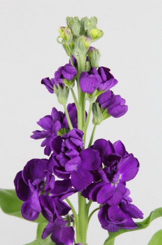 Aleli Hol. Debora 60cm "T10" Morado