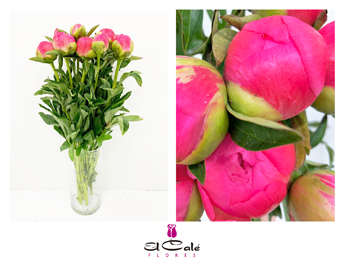 Peonia Coral Sunset 45cm