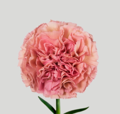 Clavel Col. Fancy Lege Pink