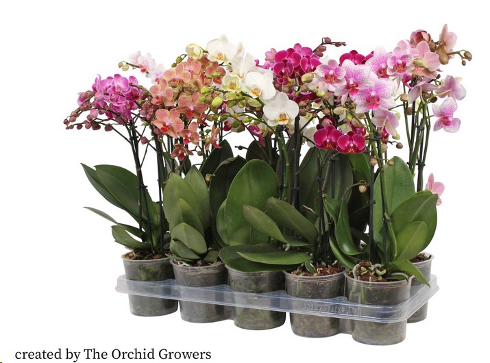 P. Phalaenopsis Mf Mixta 6Kl 12/50cm   3T x10