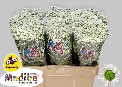 Santini Mad. Lindi White 1200gr "T25" Bl.
