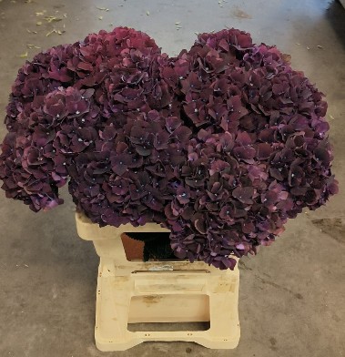 Hortensia Hol. Mag. Dark Ruby 60cm �18/20