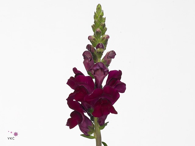 Antirrhinum Hol. Antibes Red 75cm