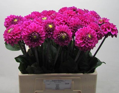 Dalia Hol. Ball Purple Fox 60cm "CC25"