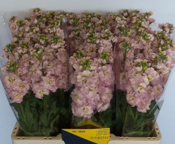 Aleli Hol. Stox Champagne 55cm "T10"