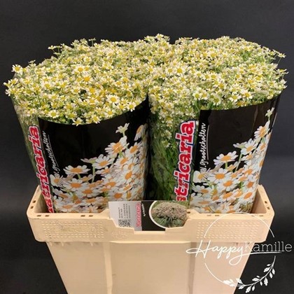 Tanacetum S. Vegmo Manzanilla 60cm 550gr x25 "Groots"