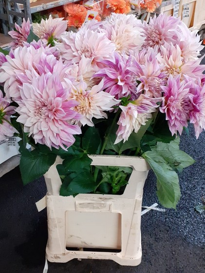 Dalia Hol. Cafe Au Lait 70cm Cre. "CC15"