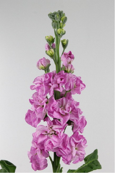Aleli Hol. Iron Pink 45cm "T10"