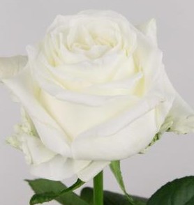 Rosa Hol. Noelia 60cm A2