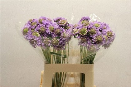 Scabiosa Atro Focal Scoop Lavander 60cm