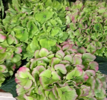 Hortensia Hol. Verena Classic 75cm 18/20 Bic.