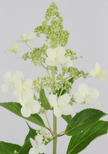Hortensia Hol. Paniculata Kyushu 60cm x10