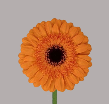Gerbera Mini Hol. Madison Na "T20"