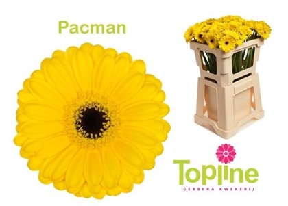 Gerbera Mini Hol. Pacman x20 Am