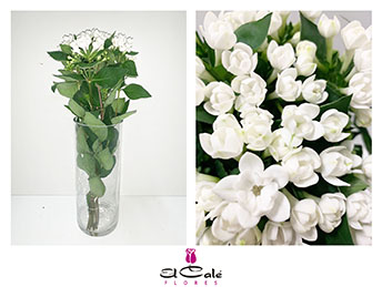 Bouvardia Hol. Diamond Sparkles Improved 70cm Bl