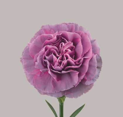 Clavel Hol. 65cm Hypnosis Ma