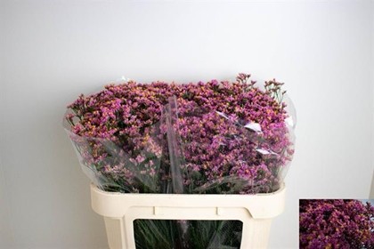 Limonium Hol. Sin Blush Diamond 75cm 30gr "T25" Fs.