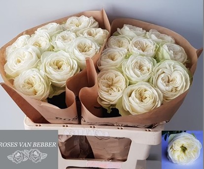 Rosa Hol. Marble Arch 60cm