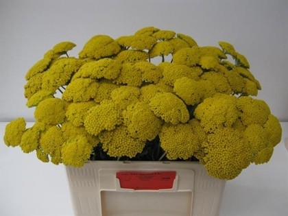 Achilea Hol. Park Variety 55cm