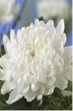 Uniflor Hol. Gagarin 100gr Blanco