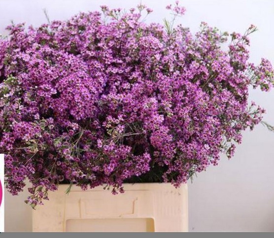 Flor Cera Hol. Purple Star 70cm 40gr Fuc."T25"