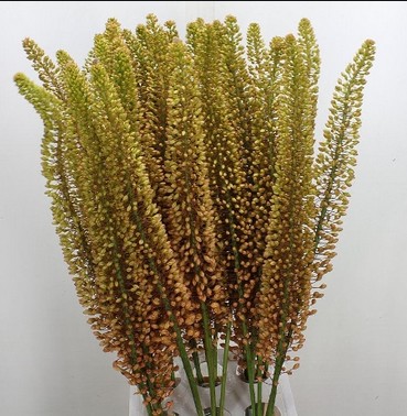 Eremurus Hol. Emmy Ro 90cm (40cm flor) Nar.