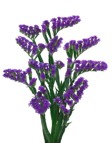 Statice Hol. Cryst. Dark Azul 55cm 30gr "T25"