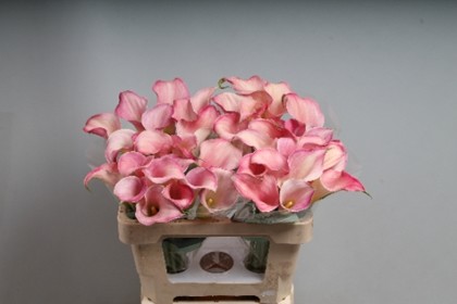 Calla Blushing Lady 55cm Rs.