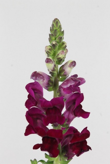 Antirrhinum Hol. Poto Crismon 75cm Gr.