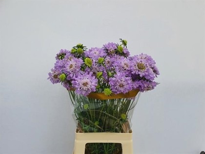 Scabiosa  Italia Milka 60cm "T30"