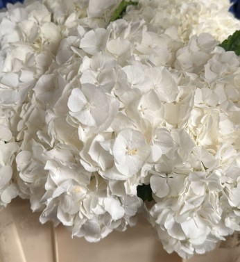 Hortensia Hol. Allure 50cm 16/18