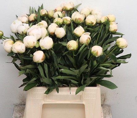 Peonia Hol. Madame Claude 55cm Bl. (7 Dias-2)