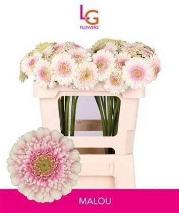 Gerbera Mini Hol. Malou "T20"