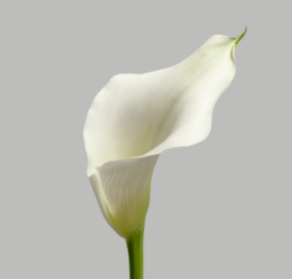 Calla Captain Ventura 50cm Doble