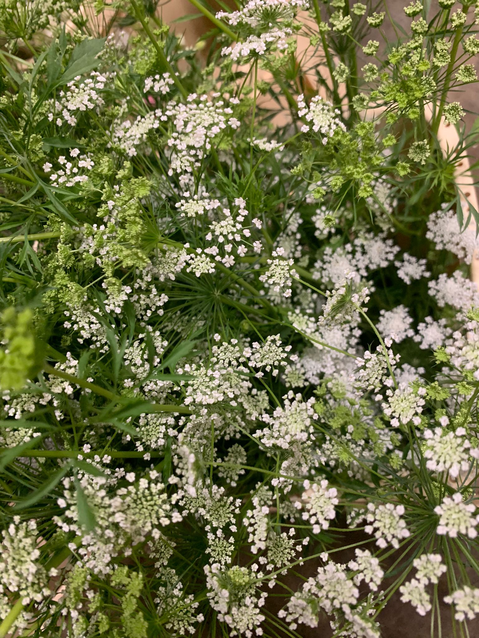 Ammis Majus 80cm