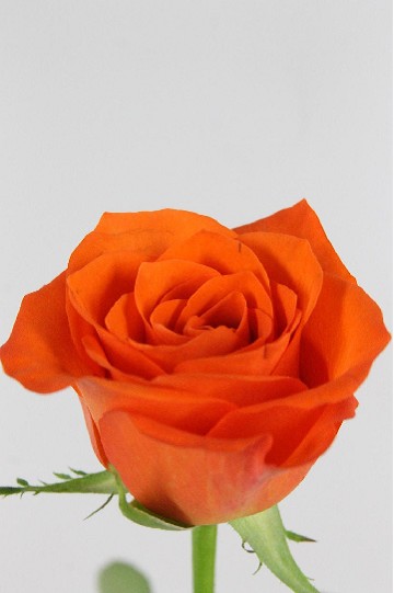 Rosa Hol. Patz 60cm
