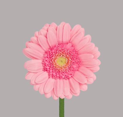 Gerbera Mini Hol. Pinky Rs "T20"