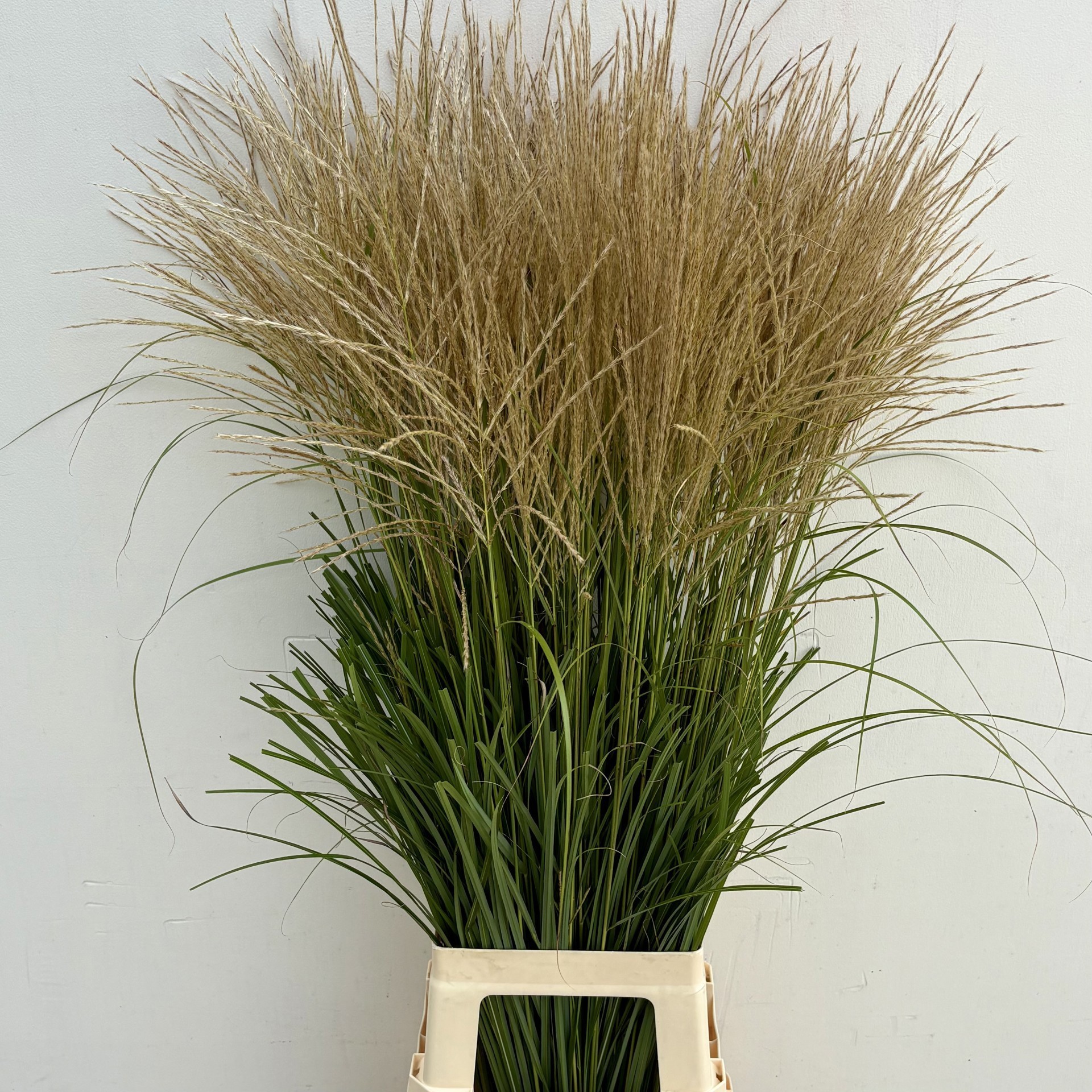 Miscanthus Sinensis Ov. White 100cm