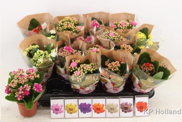 P. Kalanchoe B Ge Mixta 6/12cm 5 Kl "CC20"