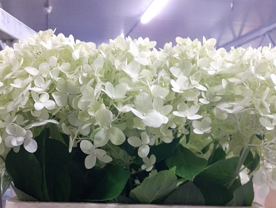 Hortensia Hol. Limelight 60cm 18/20
