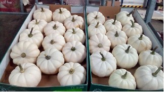 Calabazas Pepo baby Boo